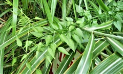 Angiospermae