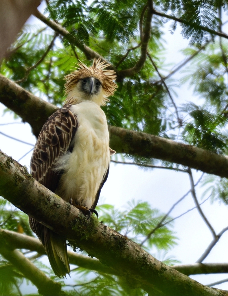Philippine Eagle (Pithecophaga jefferyi) · iNaturalist