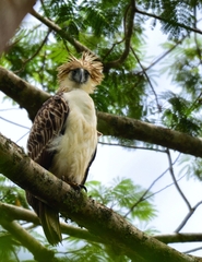 Philippine Eagle photo 2