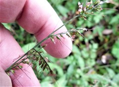 Poaceae
