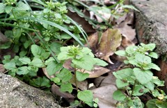 Lamiaceae