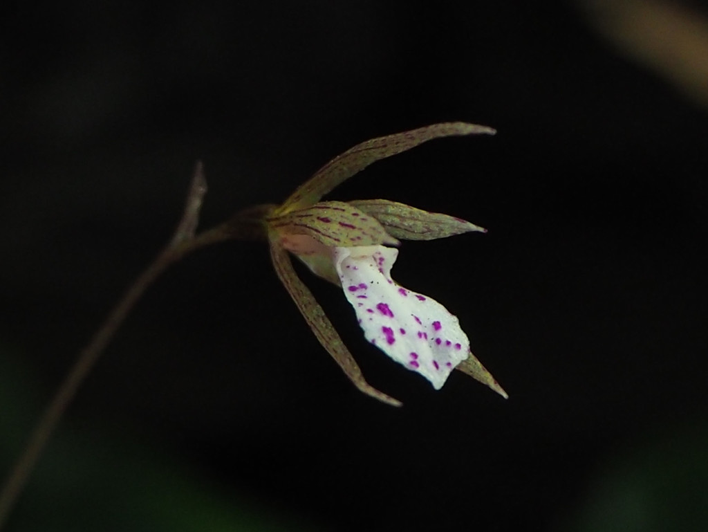 Nervilia taiwaniana