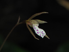 Nervilia taiwaniana