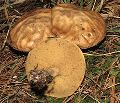 Suillus