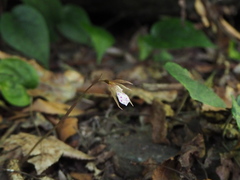 Nervilia taiwaniana
