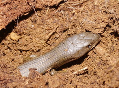 Cyclodomorphus casuarinae