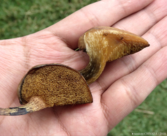 Suillus