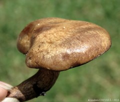 Suillus