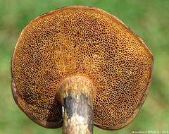 Suillus