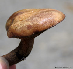 Suillus