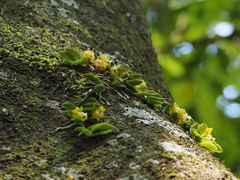 Gastrochilus formosanus