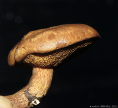 Suillus