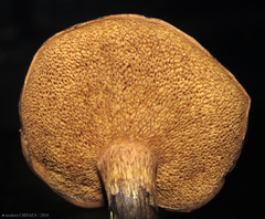 Suillus