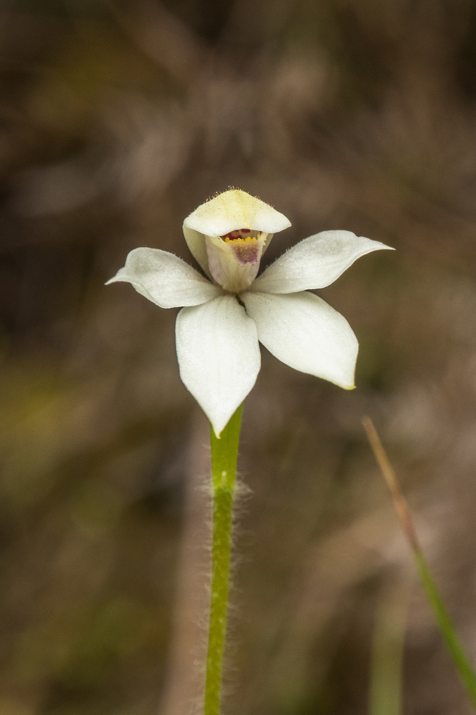 Mountain Caps Orchid