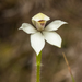 Caladenia lyallii - Photo (c) Cara-Lisa Schloots, μερικά δικαιώματα διατηρούνται (CC BY), uploaded by Cara-Lisa Schloots
