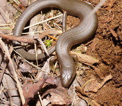 Cyclodomorphus casuarinae