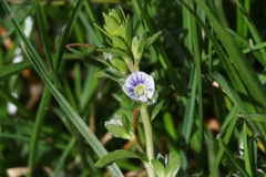 Veronica serpyllifolia serpyllifolia