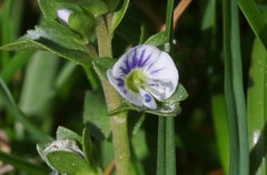 Veronica serpyllifolia serpyllifolia