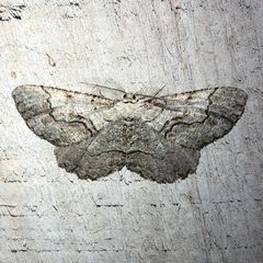 Cymatophora approximaria