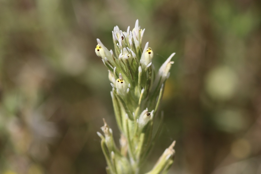 valley tassels from Fair Oaks, CA, USA on May 21, 2023 by abcdefgewing. Phoenix Park. · iNaturalist