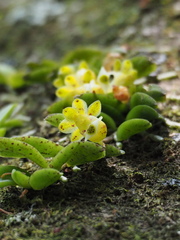 Gastrochilus formosanus
