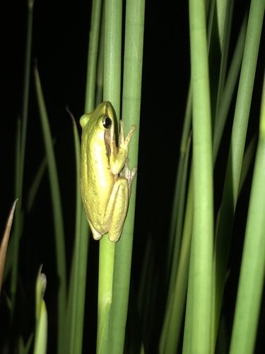 Coggerdonia adelaidensis