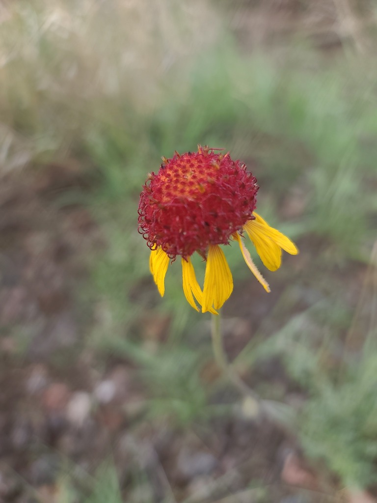 red dome blanketflower from Cimarron County, OK, USA on May 22, 2023 at