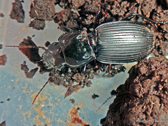 Plocamostethus planiusculus