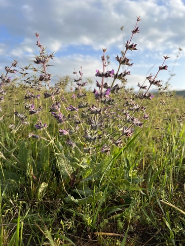 Humble Sage (Salvia modesta)