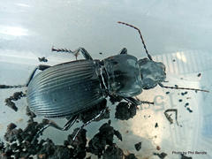 Plocamostethus planiusculus