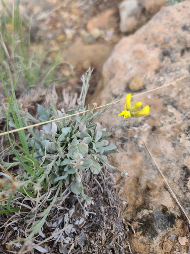 Physaria ovalifolia ssp. ovalifolia