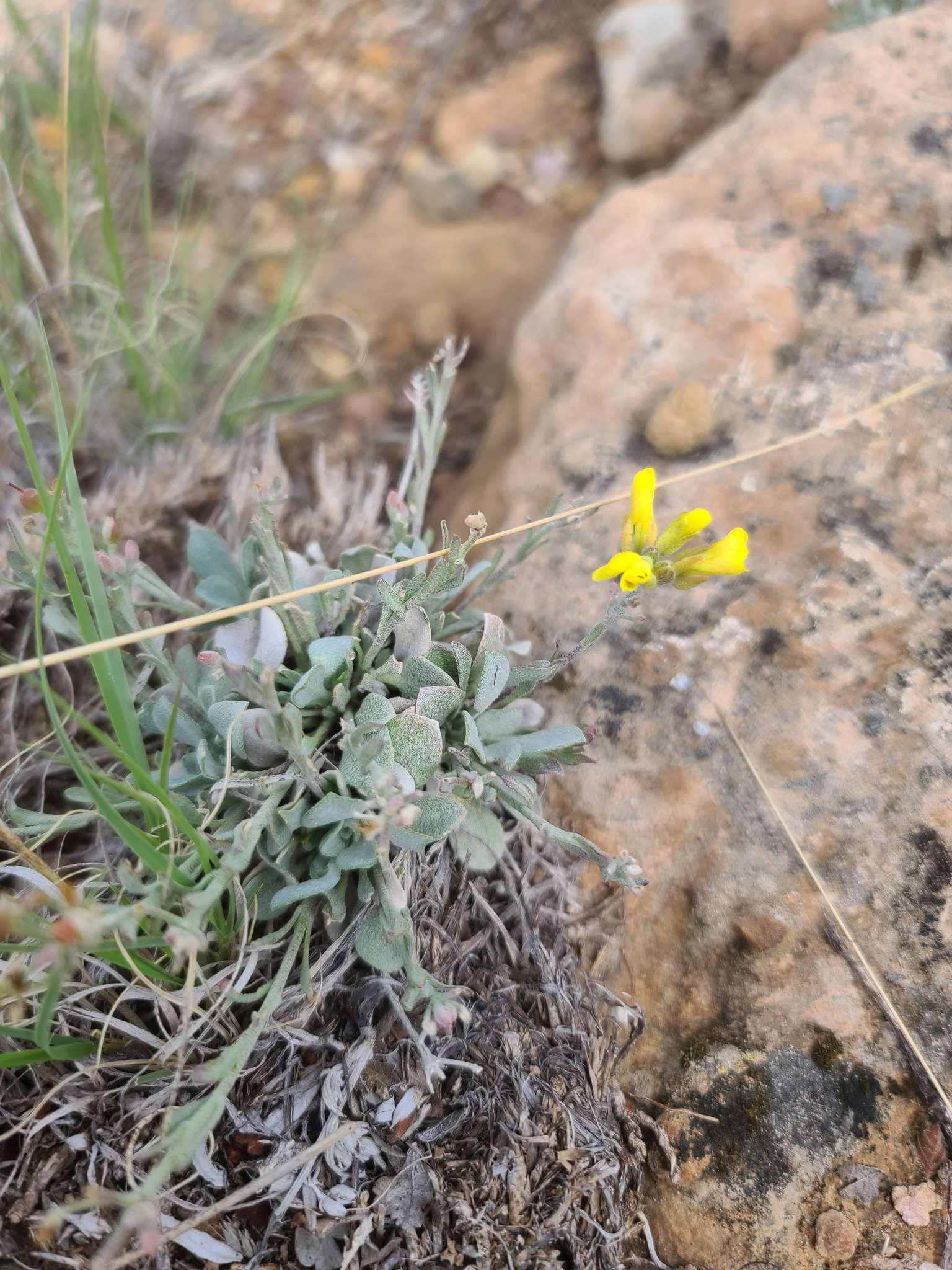 Physaria ovalifolia ssp. ovalifolia