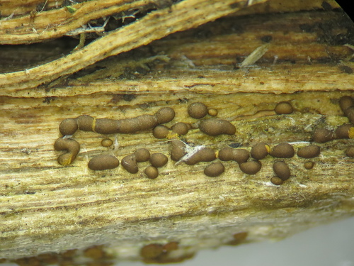 Representative image of Gulielmina vermicularis