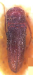 Entomophthalmus