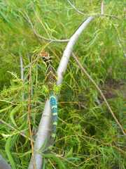 Colombian Giant Anole photo 4
