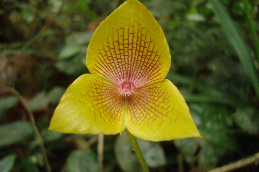 Telipogon polymerus