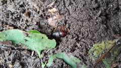 Trichotichnus dichrous