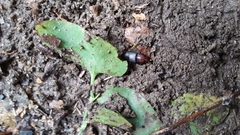 Trichotichnus dichrous