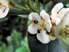 Luperomorpha birmanica