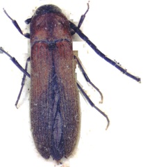 Eucnemidae