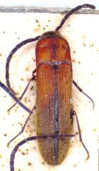 Eucnemidae
