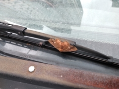 Lopharthrum comprimens