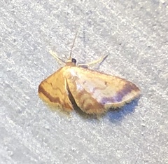 Idaea impexa