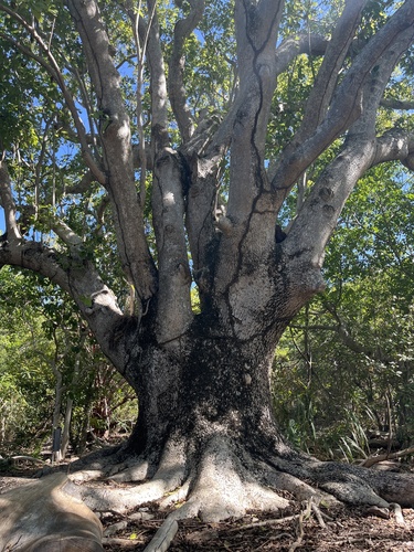 Hippomane mancinella - Leaves