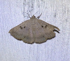 Blasticorhinus rivulosa