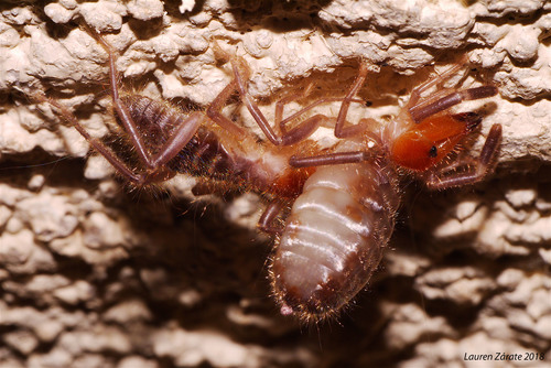 Ammotrecha chiapasi