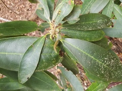 Rhododendron catawbiense