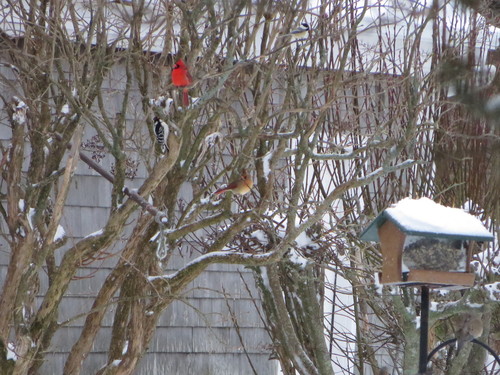 Northern Cardinal photographed in Maine