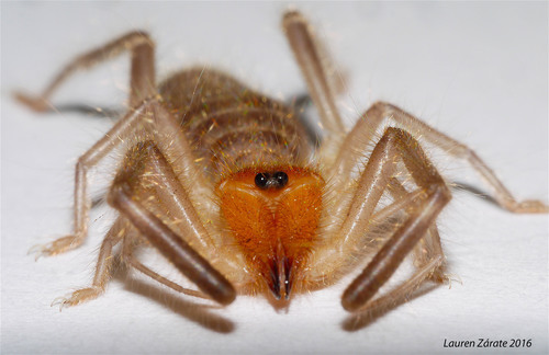 Ammotrecha chiapasi