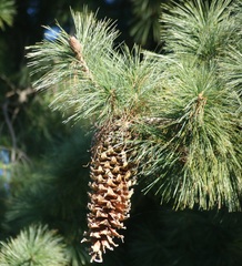 Pinus veitchii